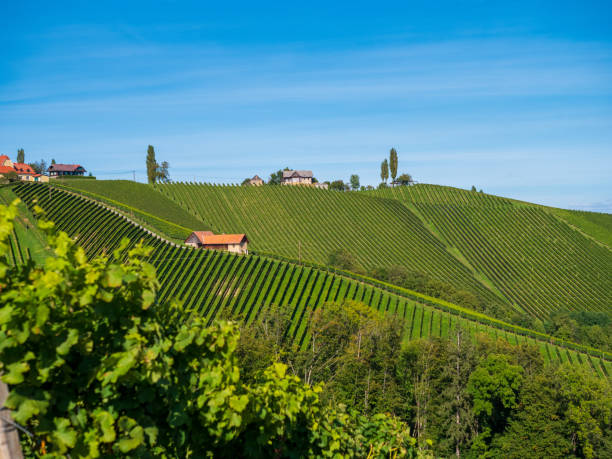 istock Vineyards in southern Styria, Austria 1176407650