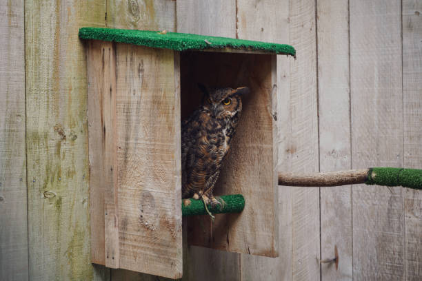 istock Bird of prey 1176407722