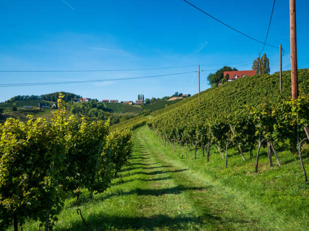 Vineyards in southern Styria, Austria Beautiful vineyards in Southern Styria, Austria in autumn. The beautiful place is located directly next to the Slovenian border. leutschach an der weinstraße stock pictures, royalty-free photos & images