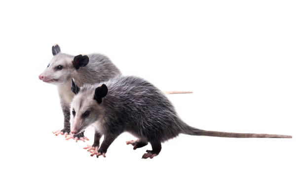 istock Two American possums.  Virginia opossum (Didelphis virginiana). Isolated on white background 1176407958