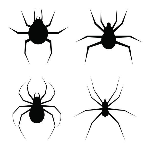 Spider Vector Design Illustration Isolated On White Background Stock  Illustration - Download Image Now - iStock