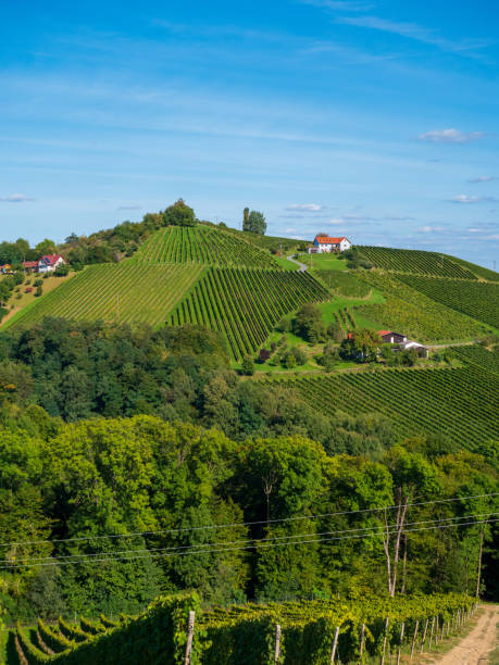 istock Vineyards in southern Styria, Austria 1176407973