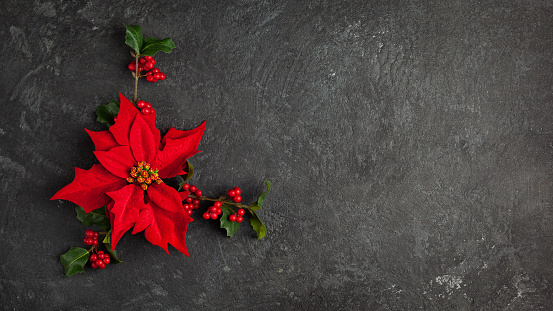 Christmas decoration with poinsettia flowers and holly berry on black background. Festive winter holiday concept. Flat lay.