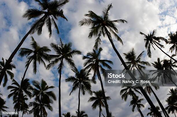 椰子の木のグローヴピンぼけ視点から見たトロピカルな雰囲気 - カラー画像のストックフォトや画像を多数ご用意 - カラー画像, シルエット, ドラマチックな空模様