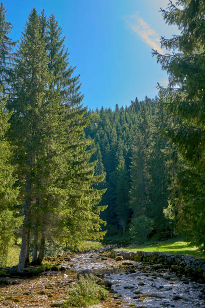 green pine forest at source du doubs mouthe franche county france in una giornata di sole - doubs river foto e immagini stock