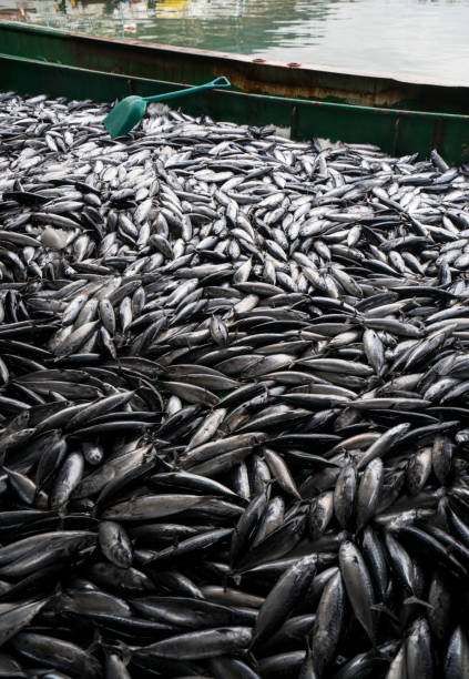 istock Fish Market, Antalya, Turkey 1176410339