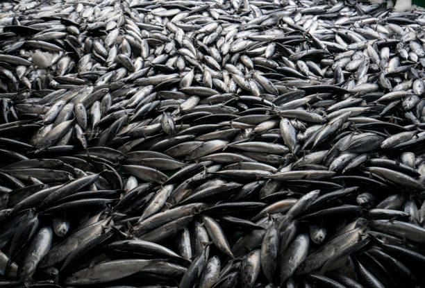 istock Fish Market, Antalya, Turkey 1176410382