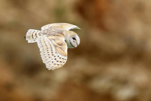 istock Barn Owl, Tyto alba, flight with open wings in the morning 1176410384