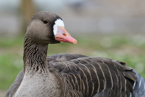 Close up of a greater white fronted goose (anser albifrons)