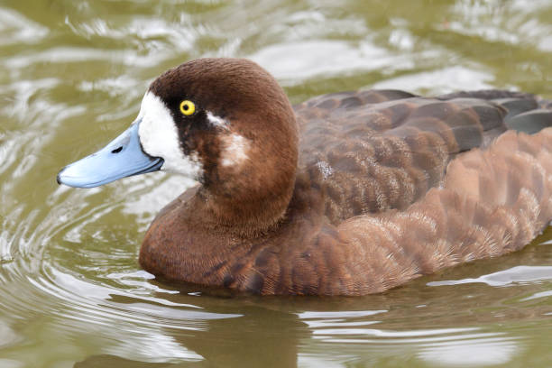 Greater scaup (athya marila) Portrait of a female greater scaup (aythya marila) swimming in the water greater scaup stock pictures, royalty-free photos & images