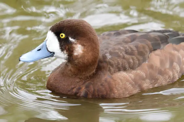 Photo of Greater scaup (athya marila)