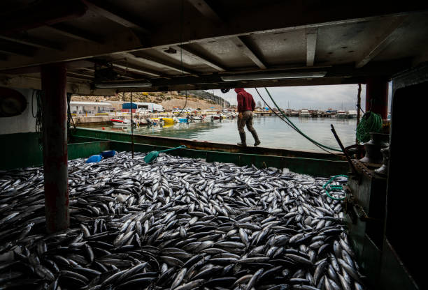 mercato del pesce, antalya, turchia - fish catch of fish catching dead animal foto e immagini stock