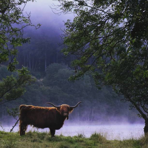 Scotland stock photo