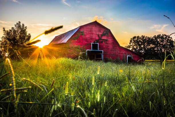 Old Red Barn Sunset At The Old Red Barn In Belden Mississippi barn photos stock pictures, royalty-free photos & images