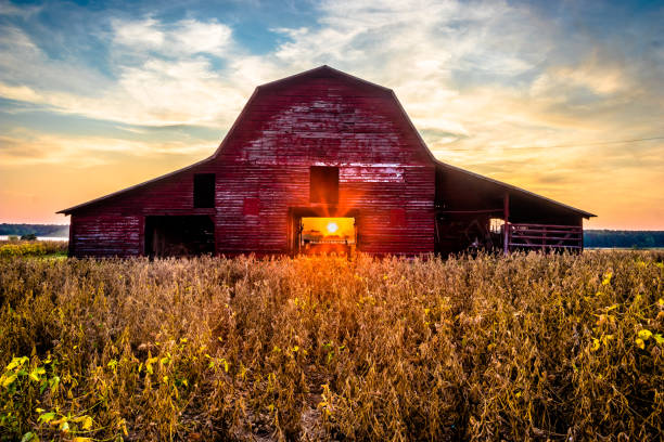 Rural Sunset At The Old Red Barn Rural Sunset At This Old Red Barn With Soy Beans Ready For Harvest In Blue Mountain Mississippi barns stock pictures, royalty-free photos & images