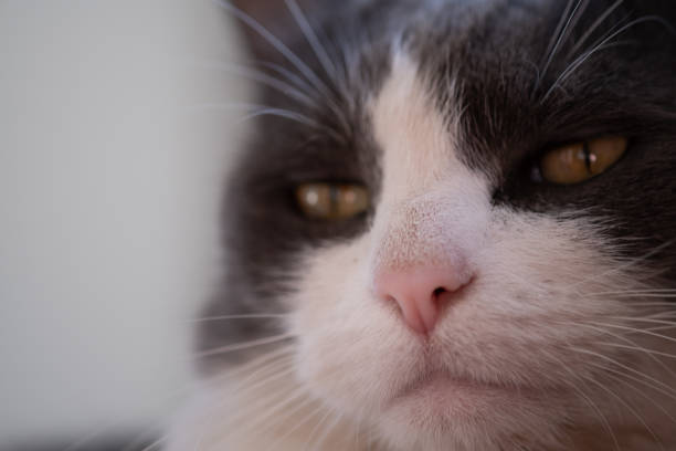 tuxedo cat face extreme close up macrophotography - anti smoking imagens e fotografias de stock