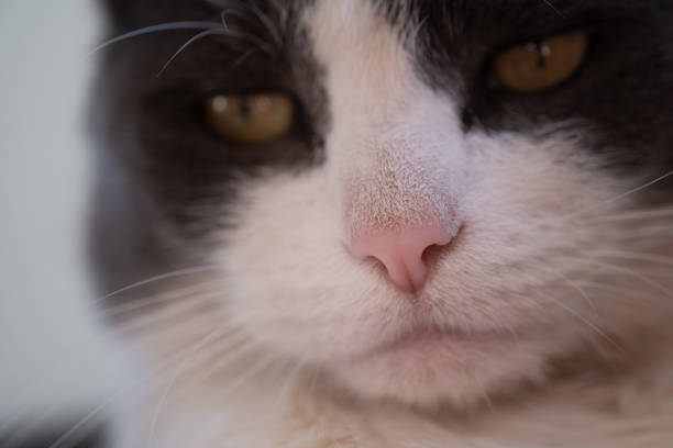 tuxedo cat face extreme close up macrophotographie - anti smoking photos et images de collection