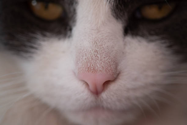 tuxedo cat face extreme close up macrophotographie - anti smoking photos et images de collection