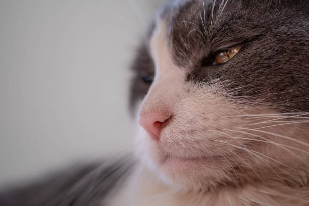 tuxedo cat face extreme close up macrophotographie - anti smoking photos et images de collection