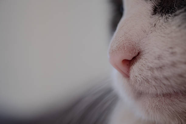 tuxedo cat face extreme close up macrophotographie - anti smoking photos et images de collection