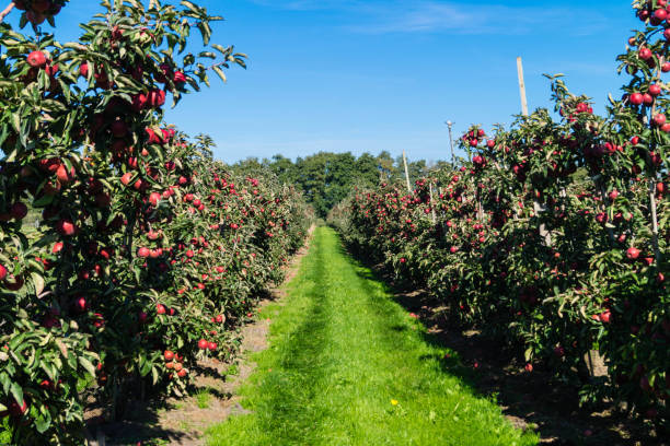 올드 랜드에서 사과 수확 - apple orchard 뉴스 사진 이미지