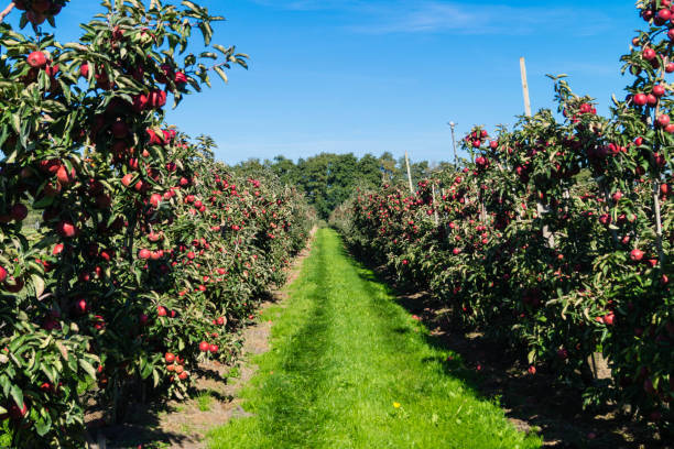 Apple harvest in the Old Land Endless rows of trees with ripe apples waiting for the harvest apple orchard photos stock pictures, royalty-free photos & images