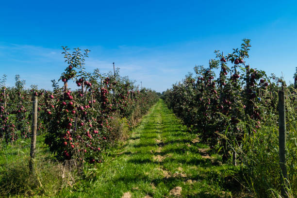 istock Apple harvest in the Old Land 1176414158