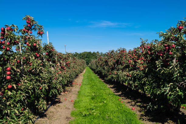 istock Apple harvest in the Old Land 1176414213