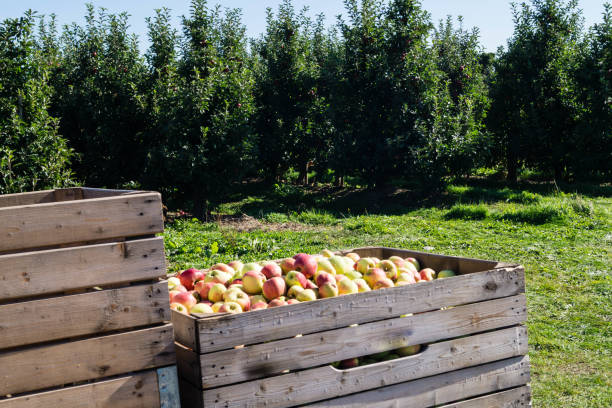 istock Apple harvest in the Old Land 1176414247