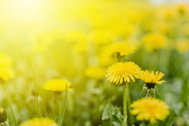 istock Bright  summer horizontal background, banner. Dandelions with sunlight on green grass. Green field with yellow dandelions. Closeup of yellow spring summer flowers 1176414634