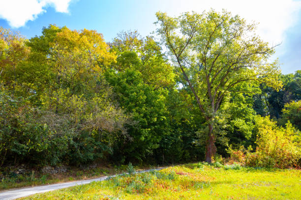 istock Autumn nature landscape 1176416148