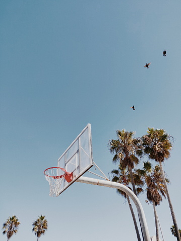 A basketball hoop, birds, palm trees and a clear sky. Venice Beach, Los Angeles.