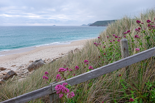 Purple flowers growing near a fence overlooking a Cornish beach on a cloudy day in England, UK.