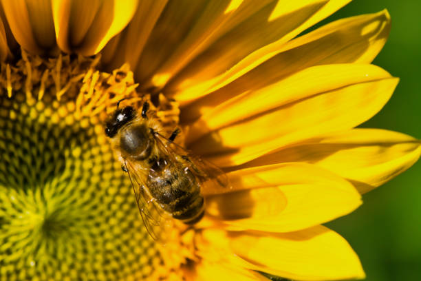 Photo of close up of a bee collecting pollen in a sunflower