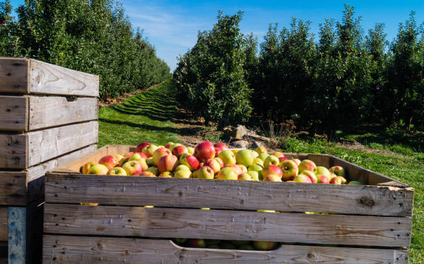 istock Apple harvest in the Old Land 1176417563