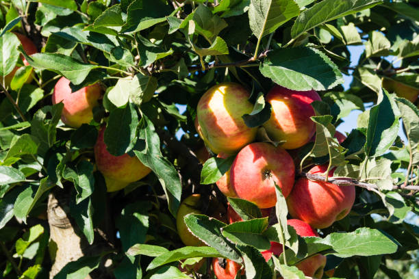 istock Apple harvest in the Old Land 1176417575