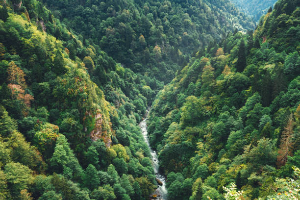 Forest, Tree, Fog, Horizon, Mountain