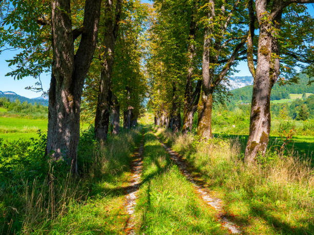 istock Rural Alley in Austria in autumn 1176418182