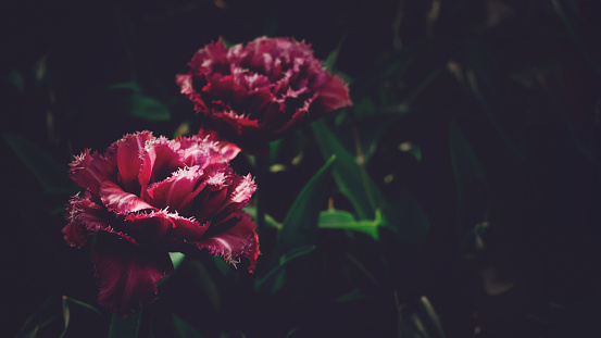 Moody Floral dark background. Mystical Deep red purple flower on black background.