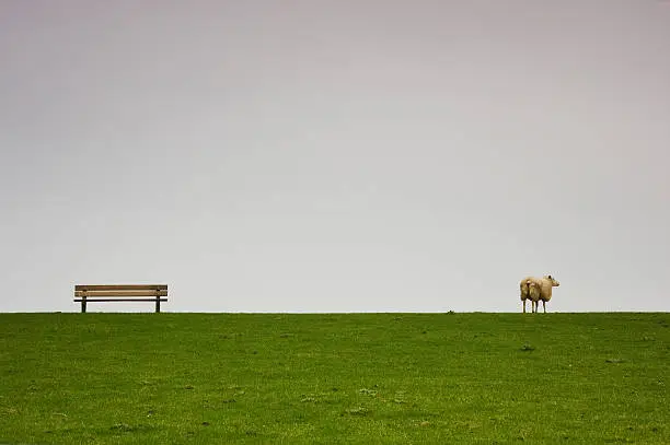 Photo of Bench Sheep