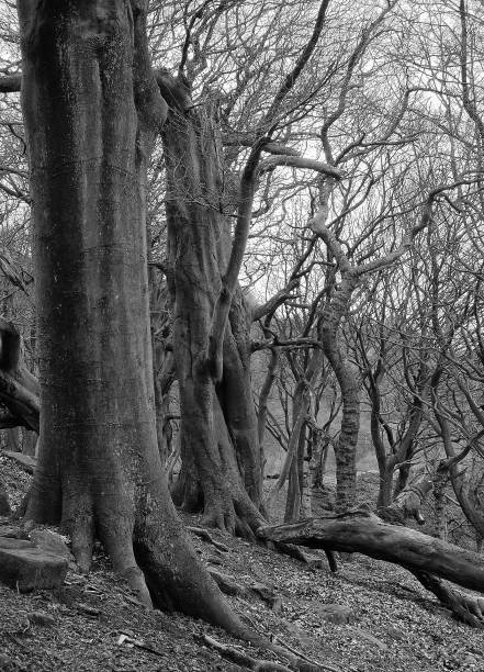 istock monochrome image of tall trees with broken and twisted branches in dark winter forest 1176419972