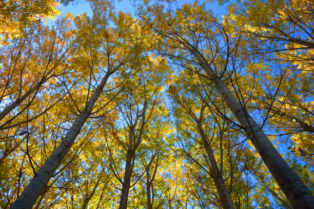istock Looking up in a tree forest in autumn. Low angle shot. Autumn colors 1176420804