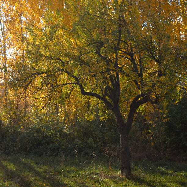 istock Autumn oak, green and yellow leafs. Segovia, Spain 1176420861