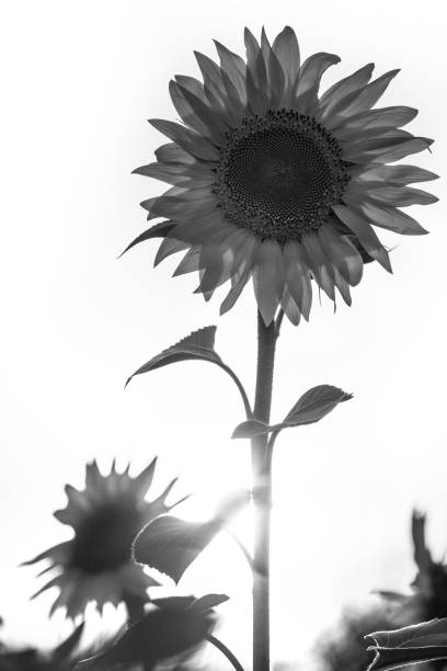 istock Sunflower backlight in blacno and black 1176421036