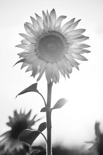 tournesol noir et blanc radieux - sunflower field single flower flower photos et images de collection