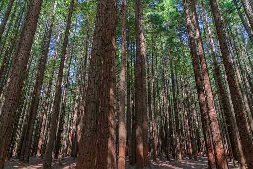 Tall converging sequoia or Californian Redwood trees of tourist destination of Whakarewarewa Redwood Forest in Rotorua.