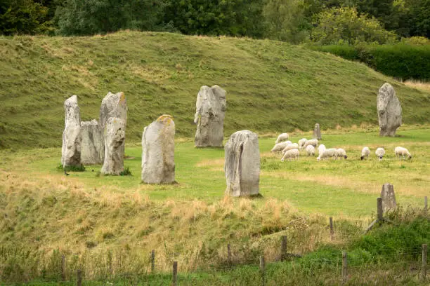 Enjoying the lush grass, sheep graze the outer stone circle and bank of prehistoric Avebury the largest stone ring in the world on the Salisbury Plain in Wiltshire, England.