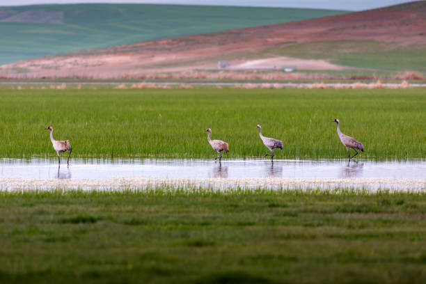 istock Crane. Nature habitat background. Bird: Common Crane. Grus grus. 1176423814