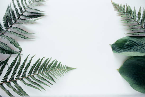 istock Forest flower leaf on white background. Flat lay, top view 1176424972