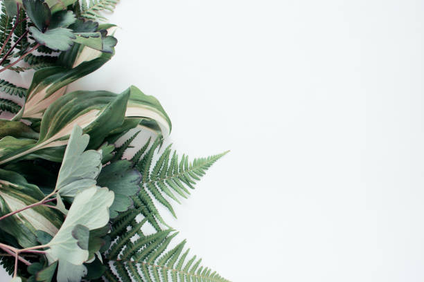 istock Forest flower leaf on white background. Flat lay, top view 1176425056